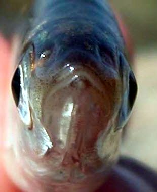 Alburnus alburnus_04.jpg